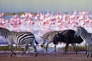 A Day Tour To Lake Nakuru And Naivasha Boat Ride