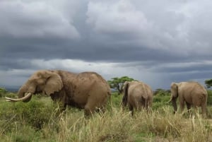A day tour to Maasai Mara safari from Nairobi