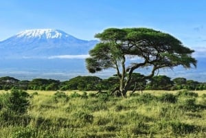 A day tour to Maasai Mara safari from Nairobi