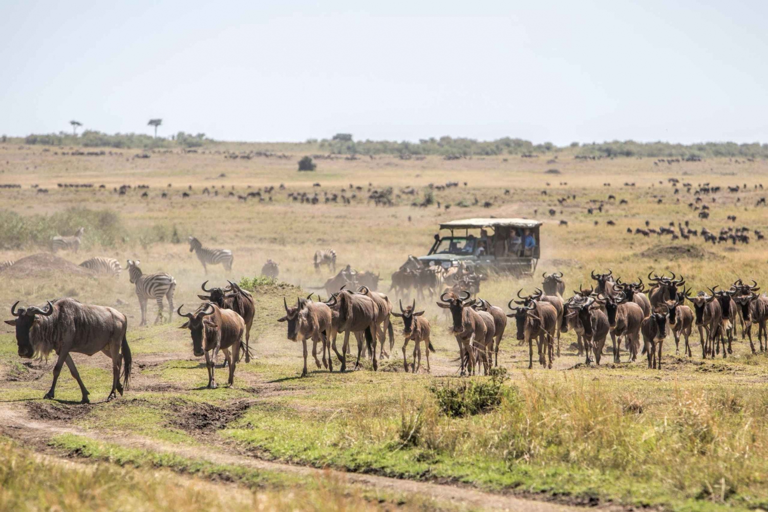 Eine dreitägige gemeinsame Safari in die Masai Mara ab Nairobi.