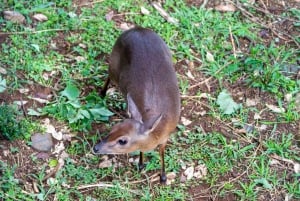 Aberdare National Park Day Excursion From Nairobi