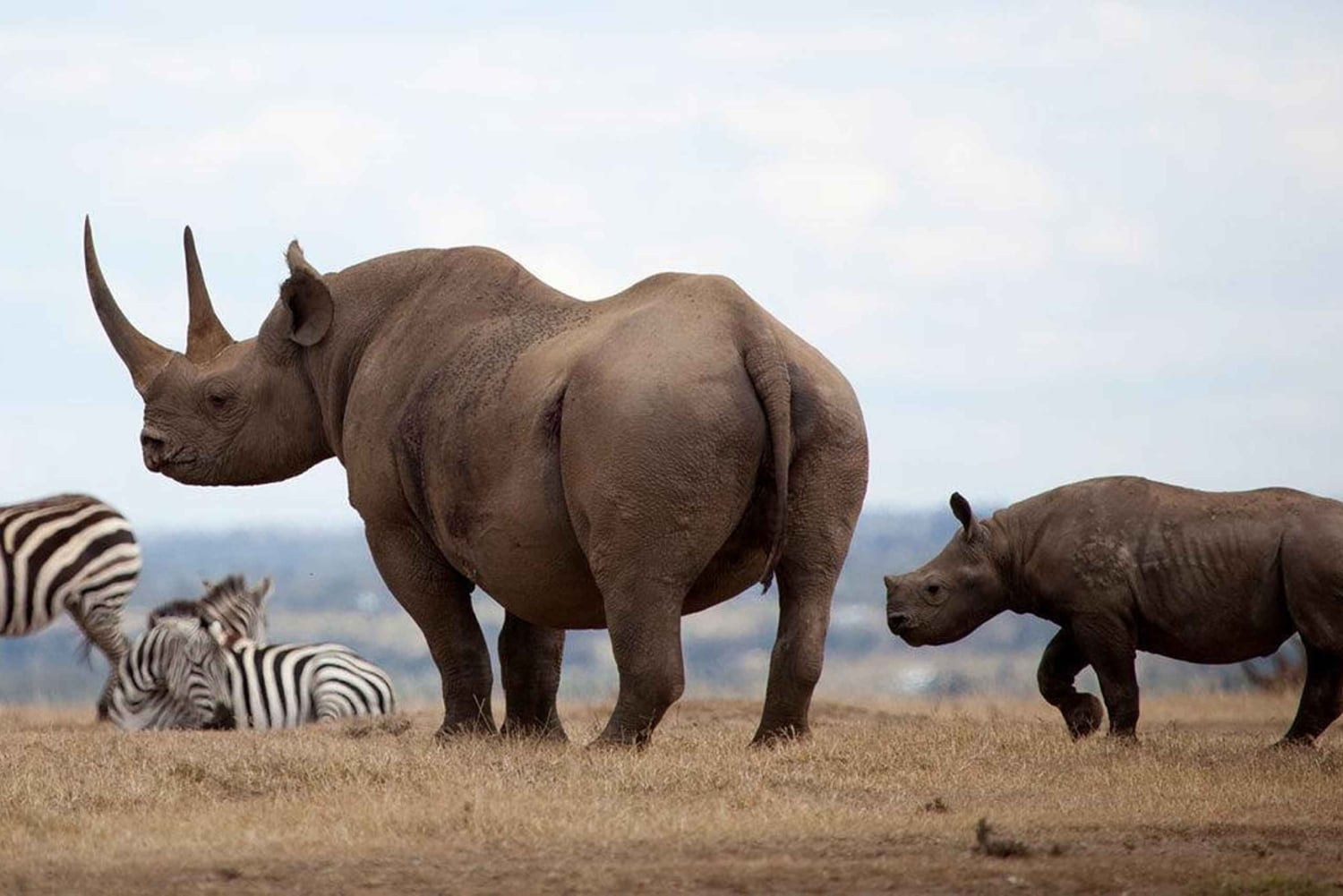 Excursión de un día al Parque Nacional de Aberdare desde Nairobi