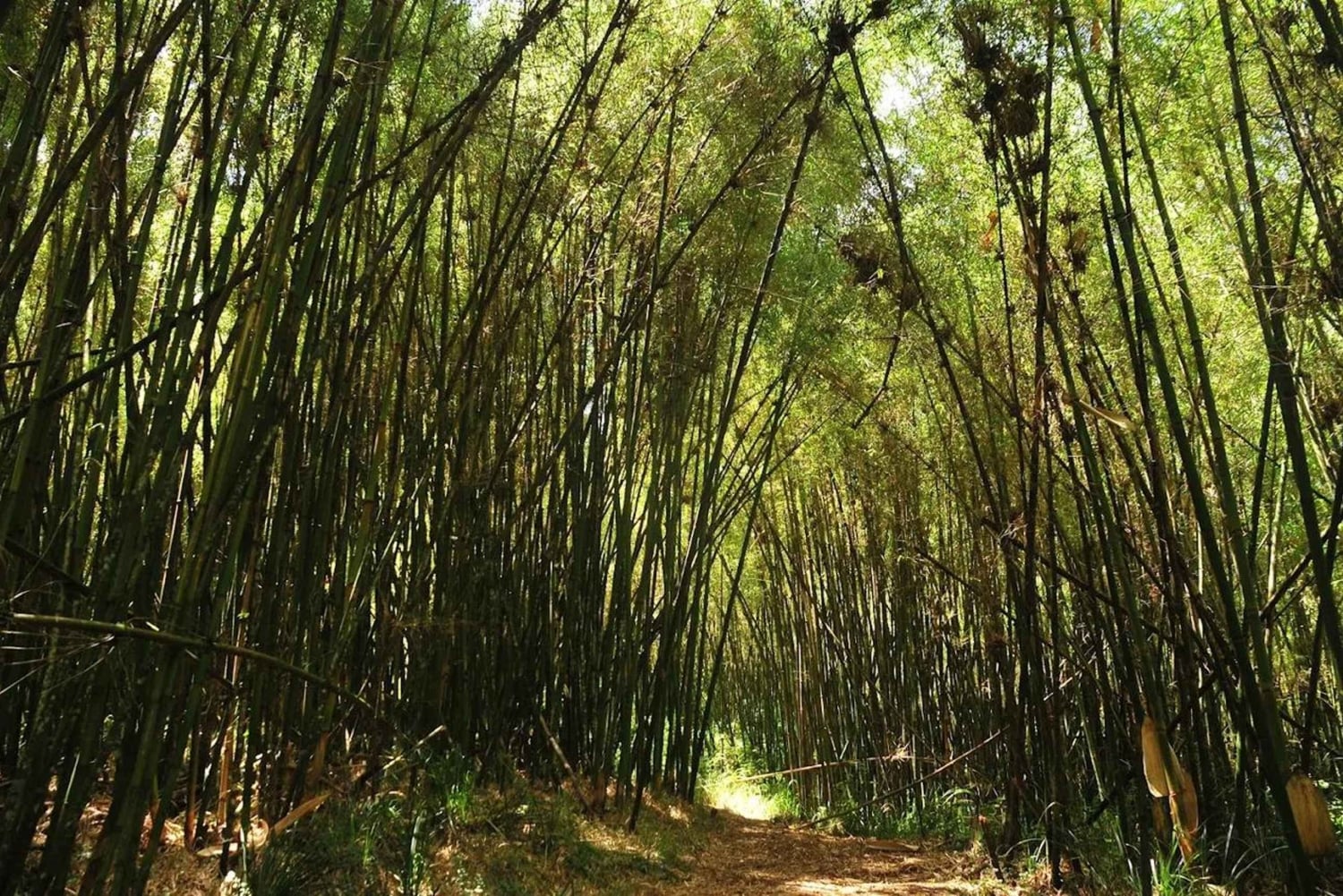 Aberdare nasjonalpark: overnatting og nattsafari