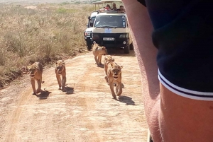 Aberdare National Park Tour From Nairobi