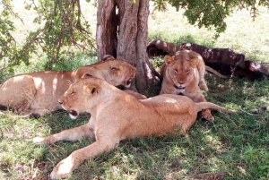 Aberdare National Park Tour From Nairobi