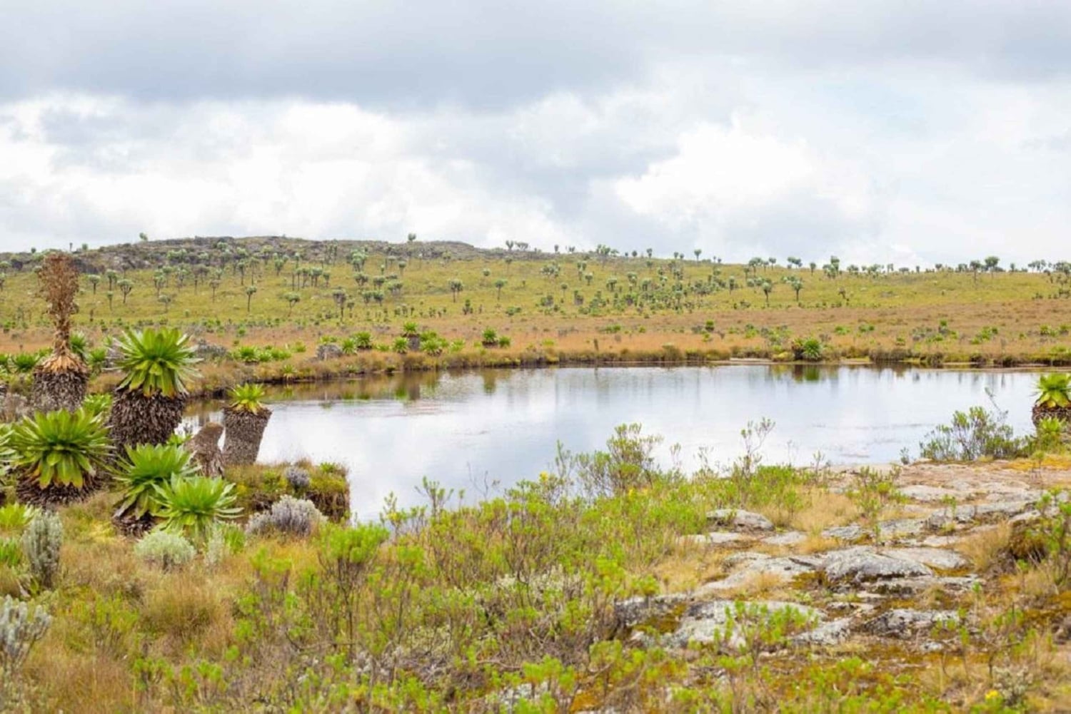 Aberdares: ruta guiada con vistas a los siete estanques