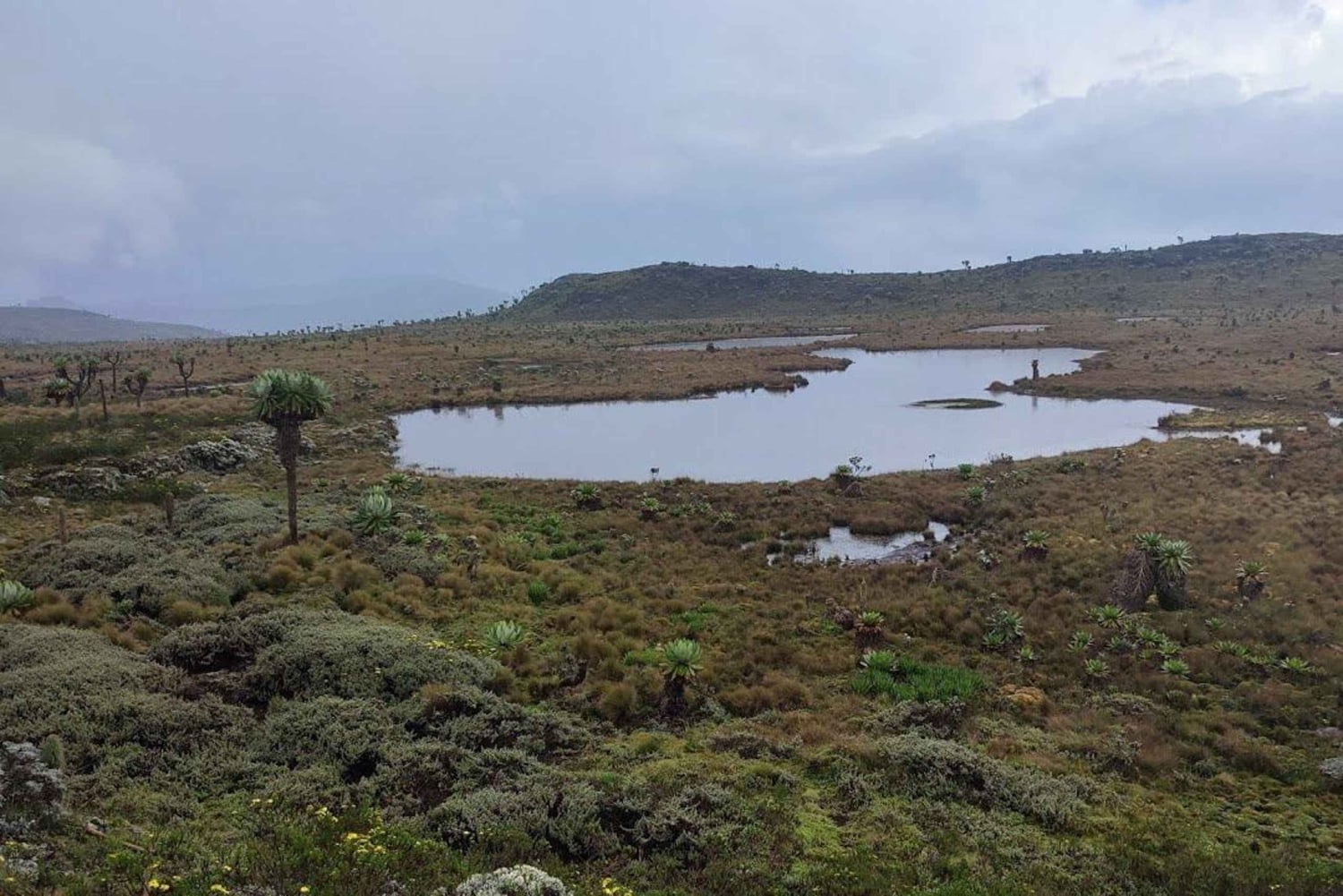 Aberdares: ruta guiada con vistas a los siete estanques