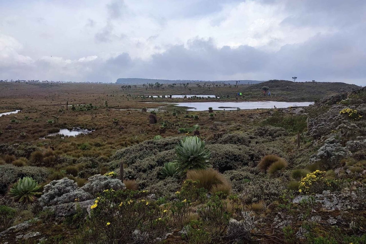 Aberdares: ruta guiada con vistas a los siete estanques