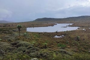 Aberdares: ruta guiada con vistas a los siete estanques