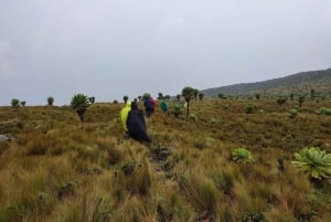 Aberdares: ruta guiada con vistas a los siete estanques