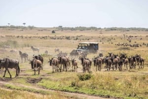 Amboseli; 2 dagars safari till Amboseli park från Nairobi.