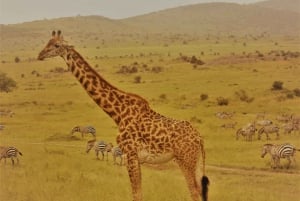 Amboseli; 2 dagars safari till Amboseli park från Nairobi.