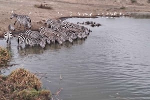 Amboseli; 2 dagars safari till Amboseli park från Nairobi.