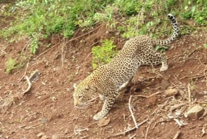 Amboseli; 2 dagars safari till Amboseli park från Nairobi.