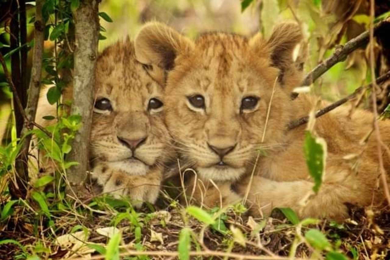 AMBOSELI : 3 JOURS DE SAFARI EN GROUPE AVEC BUDGET AMBOSELI