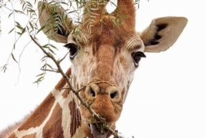 AMBOSELI: 3 TAGE AMBOSELI BUDGET GRUPPENSAFARI