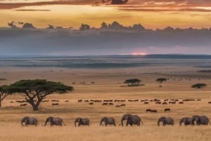 AMBOSELI: 3 TAGE AMBOSELI BUDGET GRUPPENSAFARI