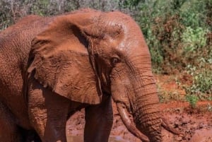 AMBOSELI: 3 TAGE AMBOSELI BUDGET GRUPPENSAFARI