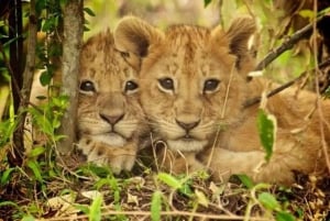 AMBOSELI: 3 TAGE AMBOSELI BUDGET GRUPPENSAFARI