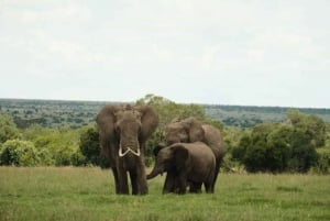 AMBOSELI: 3 TAGE AMBOSELI BUDGET GRUPPENSAFARI