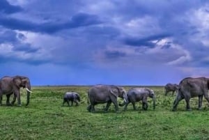 AMBOSELI: 3 TAGE AMBOSELI BUDGET GRUPPENSAFARI