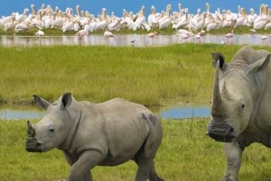 Amboseli And Lake Naivasha Safari: A 5-Day Scenic Adventures