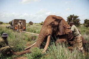 Amboseli And Lake Naivasha Safari: A 5-Day Scenic Adventures