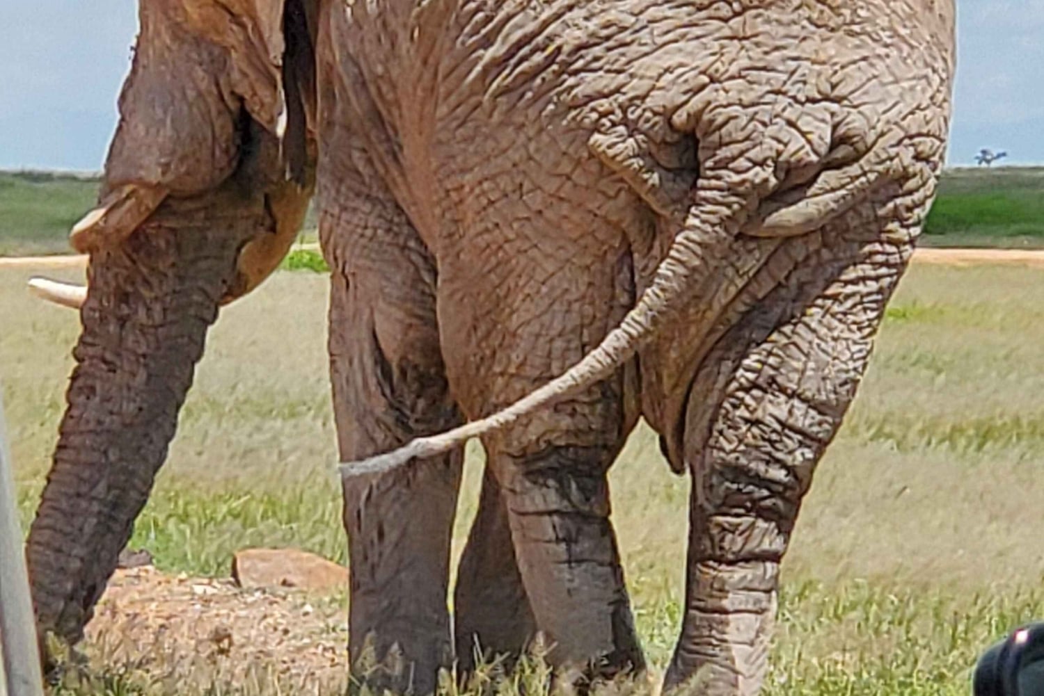 Amboseli dagsutflykt – Kilimanjaro-utsikt