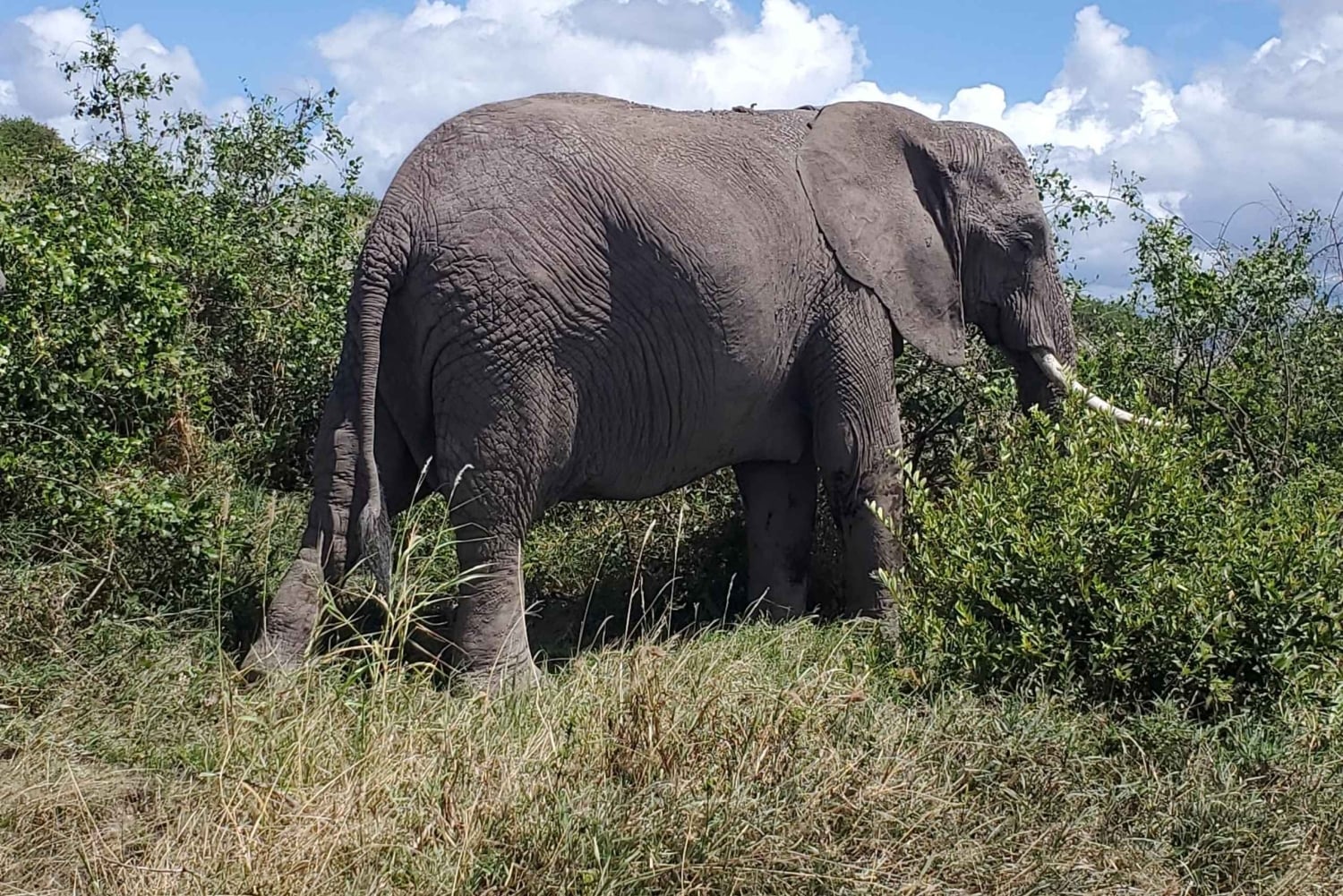Amboseli dagsutflykt – Kilimanjaro-utsikt