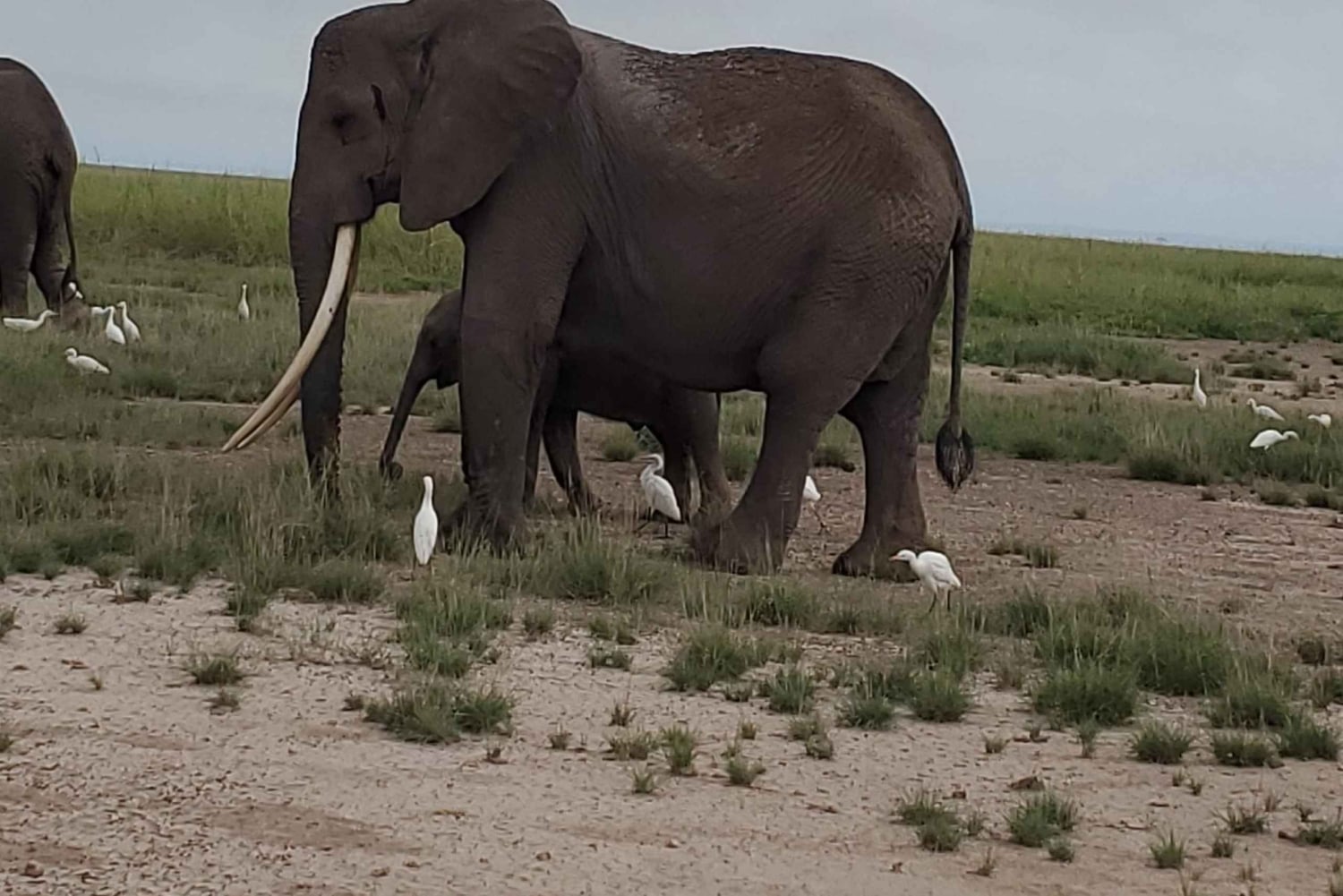Amboseli dagsutflykt – Kilimanjaro-utsikt