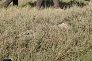 Amboseli dagsutflykt – Kilimanjaro-utsikt