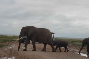 Amboseli dagsutflykt – Kilimanjaro-utsikt