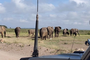 Amboseli dagsutflykt – Kilimanjaro-utsikt