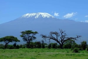 «Однодневная поездка в Амбосели с включенным обедом-пикником»