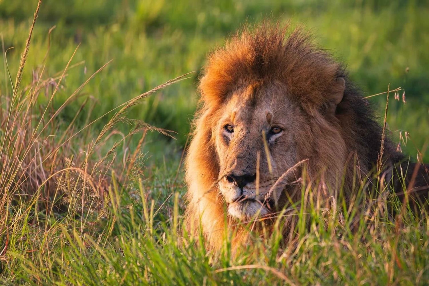 Rencontre lors d'une excursion d'une journée à Amboseli