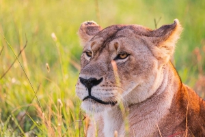 Rencontre lors d'une excursion d'une journée à Amboseli