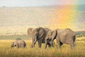 Rencontre lors d'une excursion d'une journée à Amboseli
