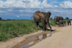 Rencontre lors d'une excursion d'une journée à Amboseli