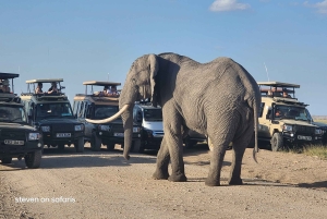 Rencontre lors d'une excursion d'une journée à Amboseli