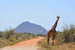 Amboseli: norsujen koti