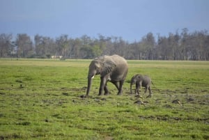 Amboseli: norsujen koti