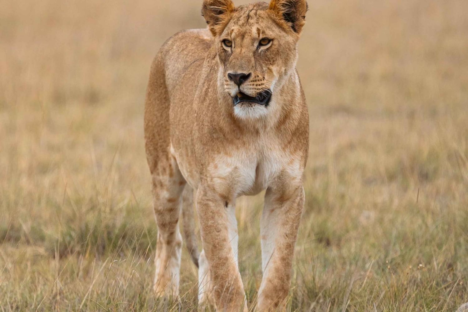 Amboseli National Park: 2-Day 1 Night Safari