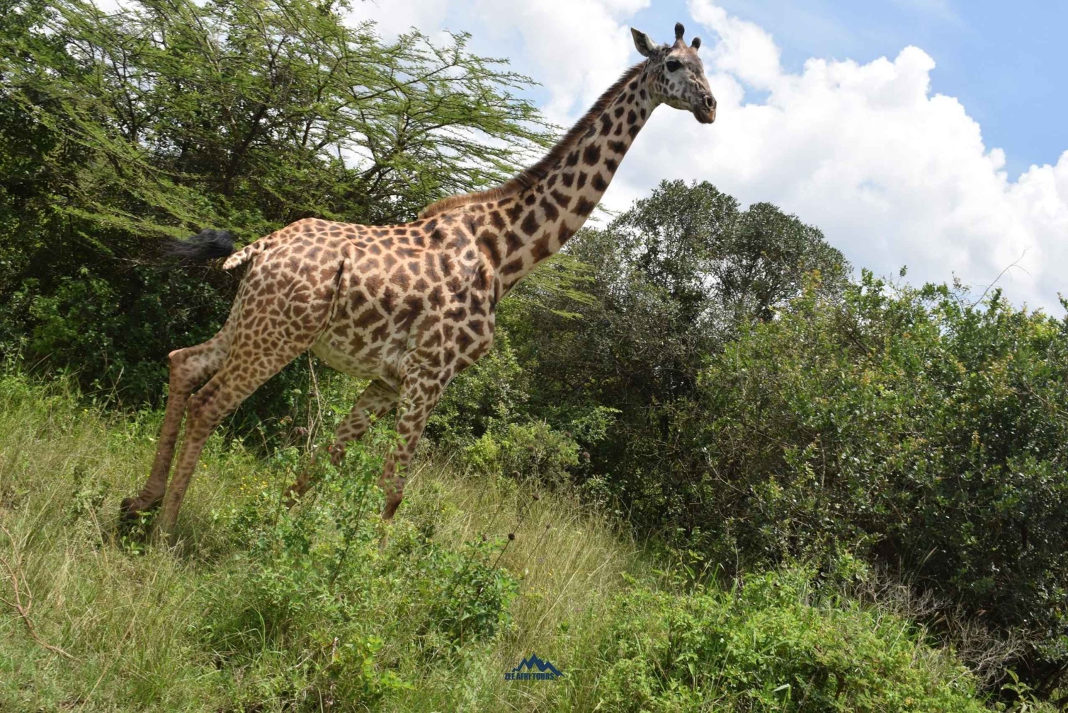 Amboseli National Park: 2-Day 1 Night Safari