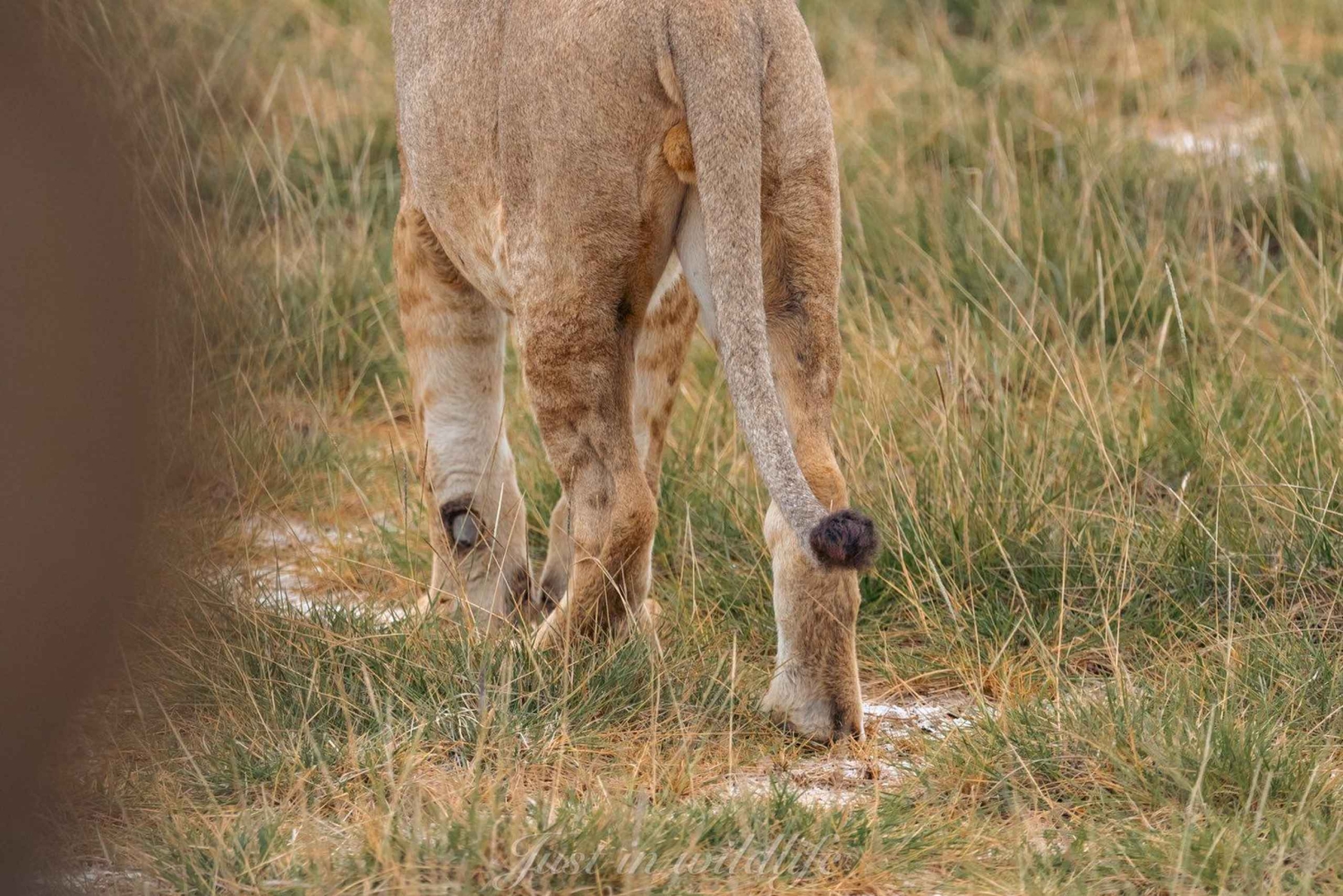 Amboseli National Park: 2-Day 1 Night Safari