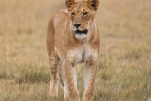 Amboseli National Park: 2-Day 1 Night Safari