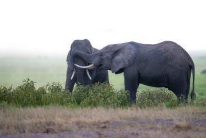 Amboseli National Park: 2-Day 1 Night Safari