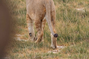 Amboseli National Park: 2-Day 1 Night Safari