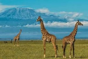 Amboseli nationalpark: 2 dagars safari