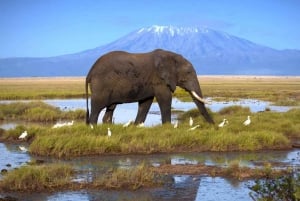 Amboseli nationalpark: 2 dagars safari
