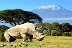 Parque Nacional de Amboseli: excursión de safari de 2 días